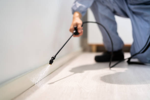 Licensed Wasp Control service in Buena Vista, GA - Nex Pest Control